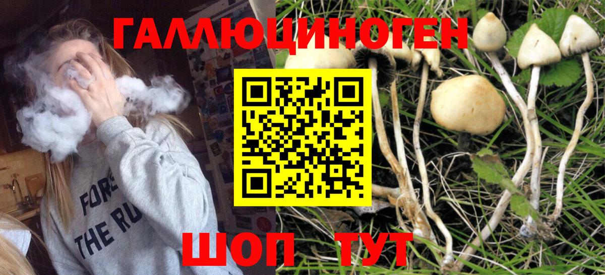 Звенигород  где найти наркотики  Вход с VPN  Галлюциногенные грибы Cubensis 